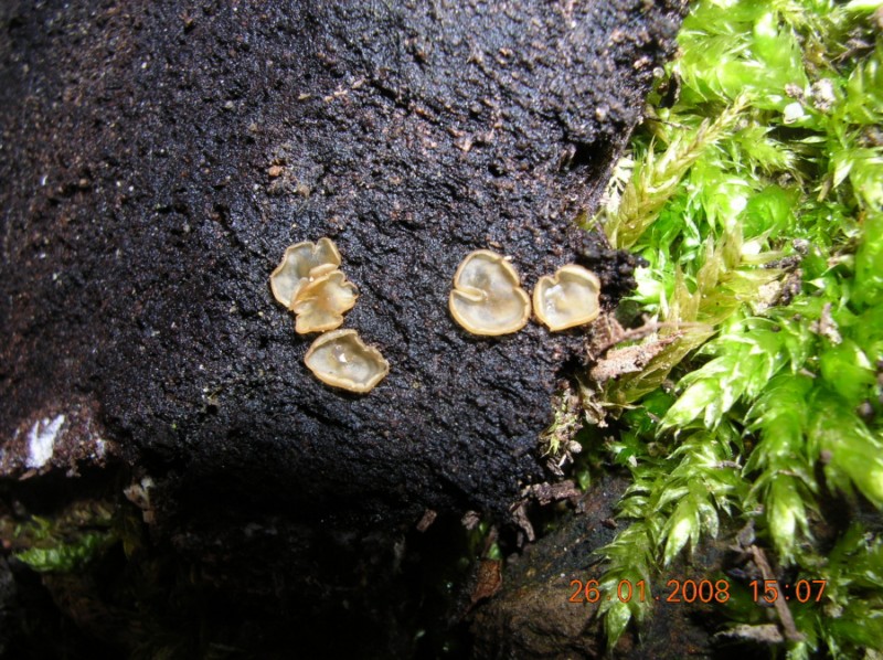 ascomycete da determinare